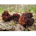 Мицелий Строчка обыкновенного (Gyromitra esculenta)
